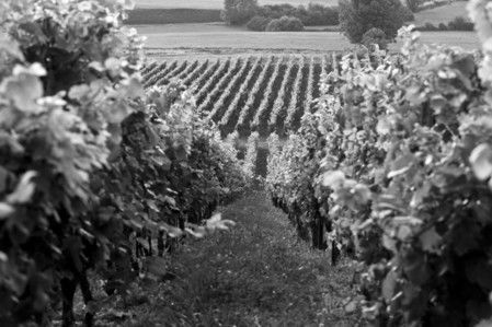 Le temps des vendanges