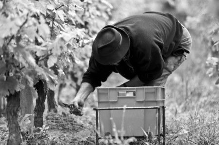 Nos vendanges en caisse pour respecter le raisin